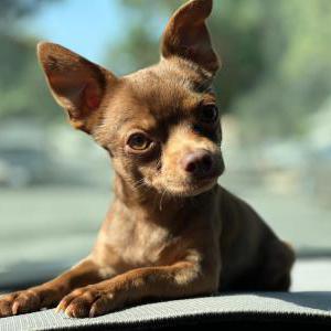 Lost Dog Blu