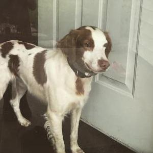 Lost Dog Cooper
