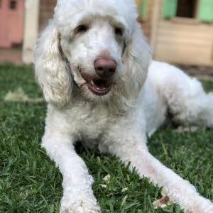 Lost Dog Charlie