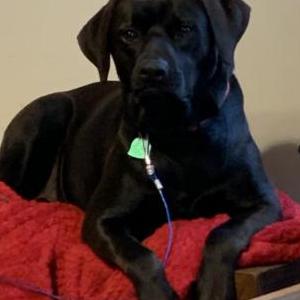 Lost Dog Riley