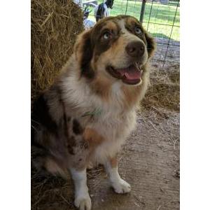 Lost Dog Maverick