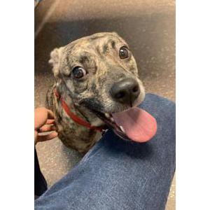 Lost Dog Ace