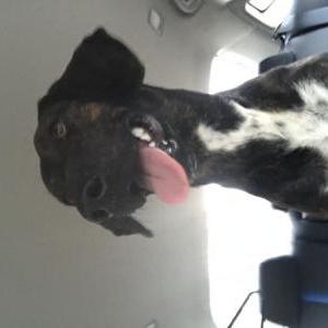 Found Dog Unknown