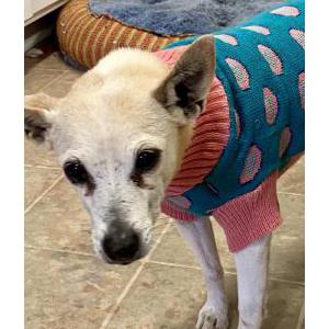 Lost Dog Daisy
