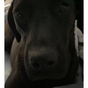 Lost Dog Bailey