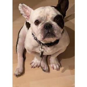 Lost Dog Xolo