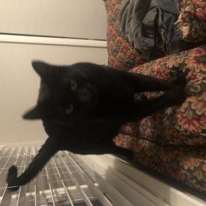 Lost Cat Sweetpea