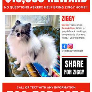 Lost Dog Ziggy