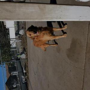 Lost Dog Leyla
