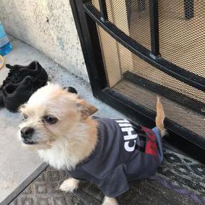 Lost Dog Spurky