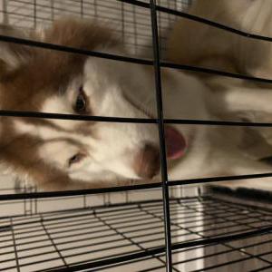 Found Dog unknown