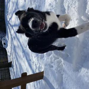 Lost Dog Bella