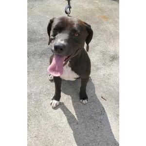 Found Dog Unkown