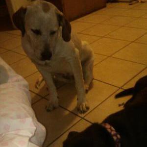 Lost Dog Jagger