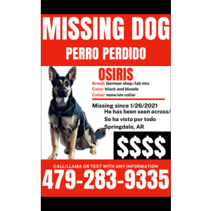 Lost Dog Osiris