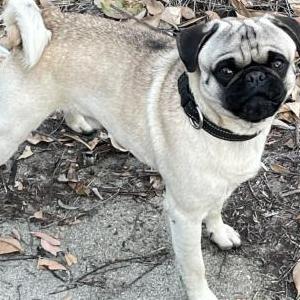 Found Dog Unknown