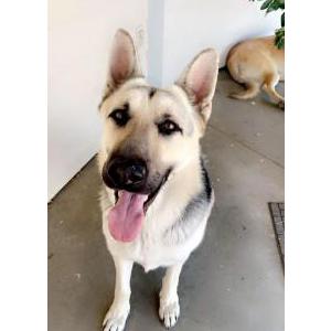 2nd Image of Graf, Lost Dog