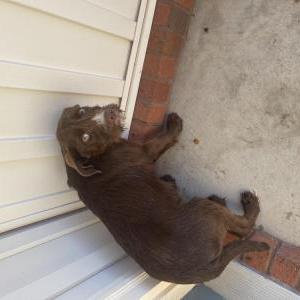 Found Dog Unknown
