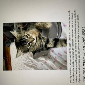 Lost Cat Shaggy