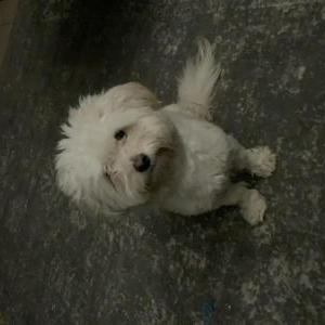 Lost Dog Booboo