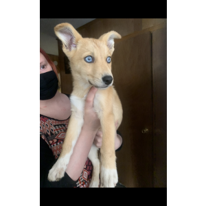 Lost Dog Foxy