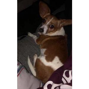 Lost Dog Springer