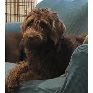 Lost Dog Emmie