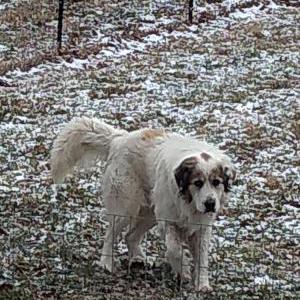Lost Dog Bañjo