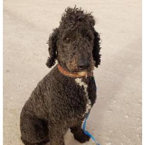 Lost Dog Deets