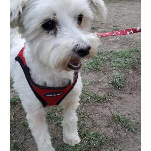 Found Dog Unknown