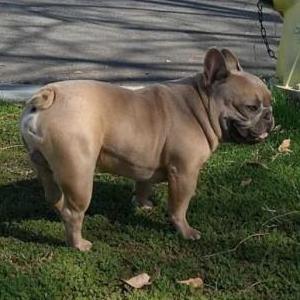 Lost Dog Spike