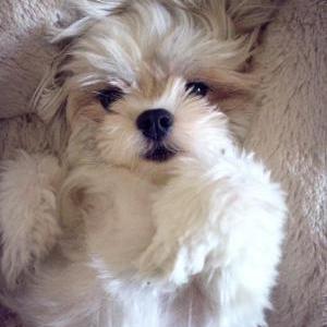 Lost Dog Bumblebee