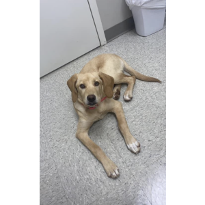Lost Dog Marley