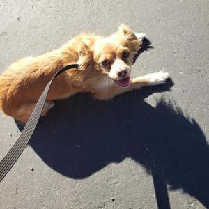 Found Dog Unknown