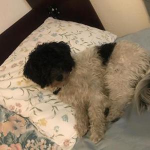 Lost Dog Mishka
