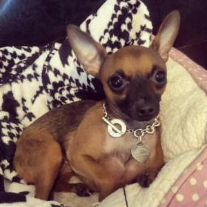 Lost Dog Rosey