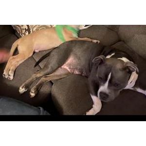 Lost Dog Molly
