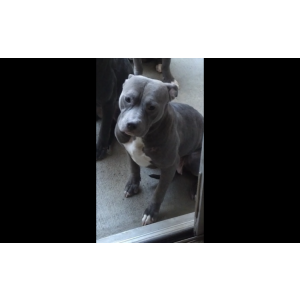 Lost Dog Bella