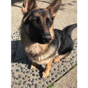 Lost Dog Cash