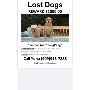 Lost Dog Simba