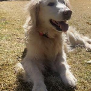 Lost Dog Charlie Mancuso