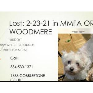 Lost Dog Buddy
