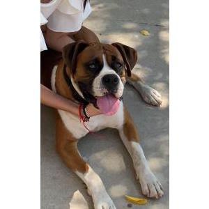 Lost Dog Rocky