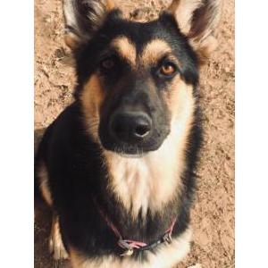 Lost Dog Blue Girl