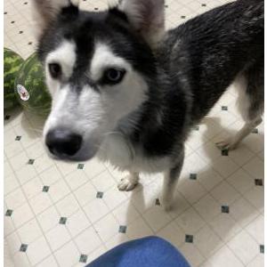 Lost Dog Molly