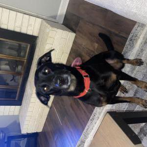 Lost Dog Leela