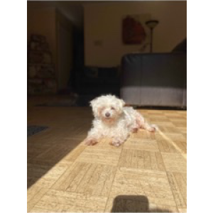 Lost Dog Buddy