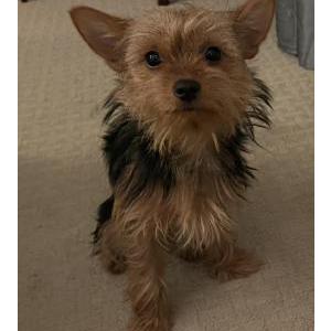 2nd Image of LouLou, Lost Dog