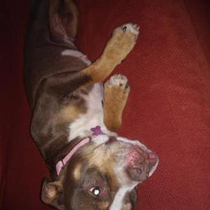 Lost Dog Brownie/ Red