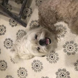 Found Dog Unknown